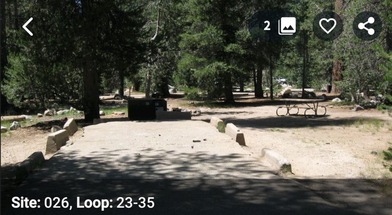 Lodgepole_026.JPG