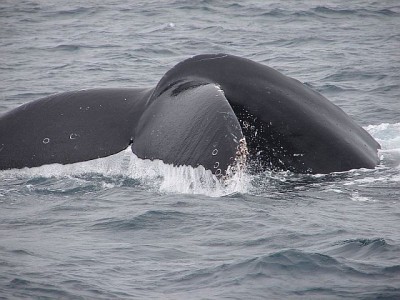 duikende walvis