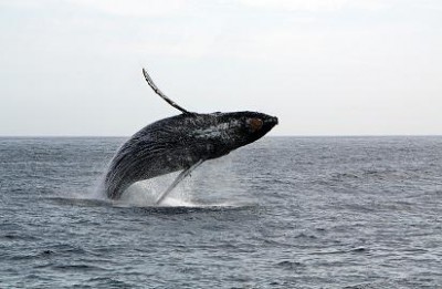 Bultrug uit het water!!!!!!!