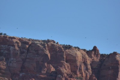 condors3.JPG