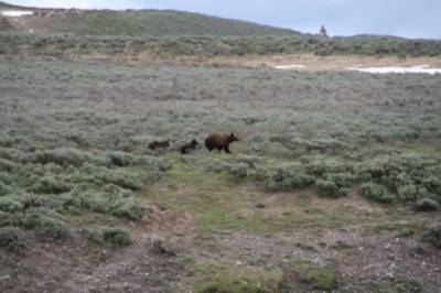 beer yellowstone.jpg