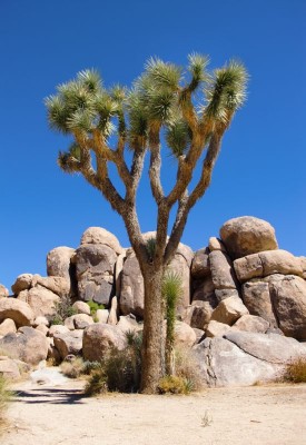 Joshua Tree