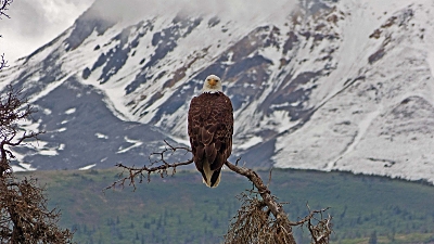 Alaska - 2012-07-01 12u26.jpg