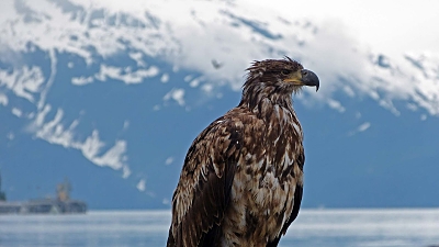 Alaska - 2012-07-01 18u36.jpg