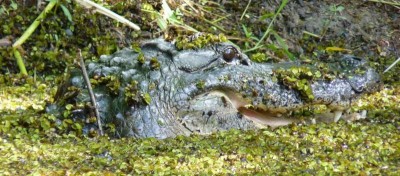 gator.JPG