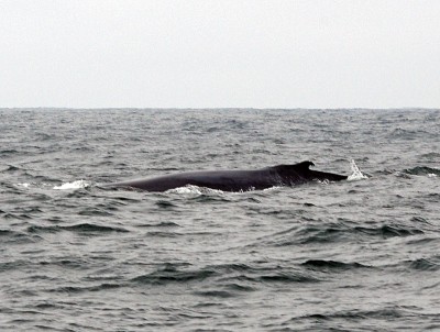 Walvis