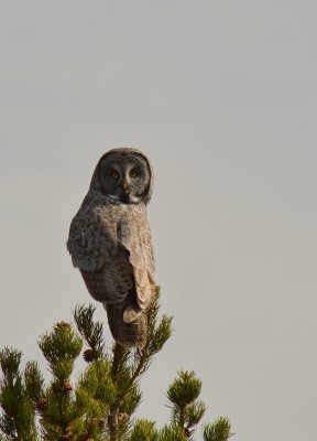 DSC_0500.JPG