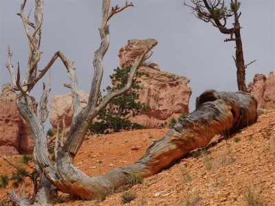 Bryce Canyon tussen de hoodoo's