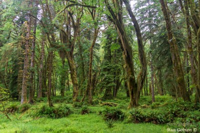 Hall Of Mosses