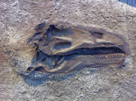 Dinosaur NM, quarry