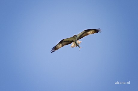 _MG_6558.jpg