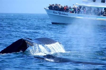 walvis klein 1.jpg