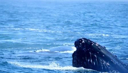 walvis.jpg