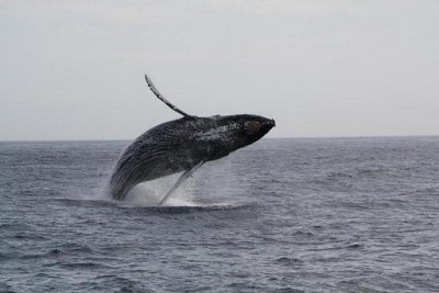 Whalewatching in Monterey
